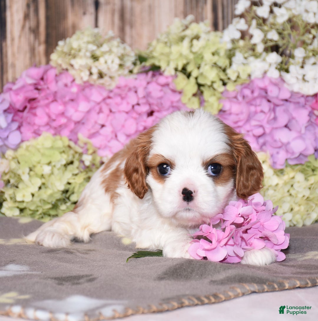 Cavalier King Charles Spaniel dogs for sale: Cavalier King Charles Spaniel 5 puppies - Image 1