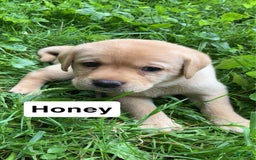 Labrador Retriever dogs for sale: Honey - Image 2