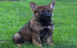 German Shepherd dogs for sale: Freya - Image 2