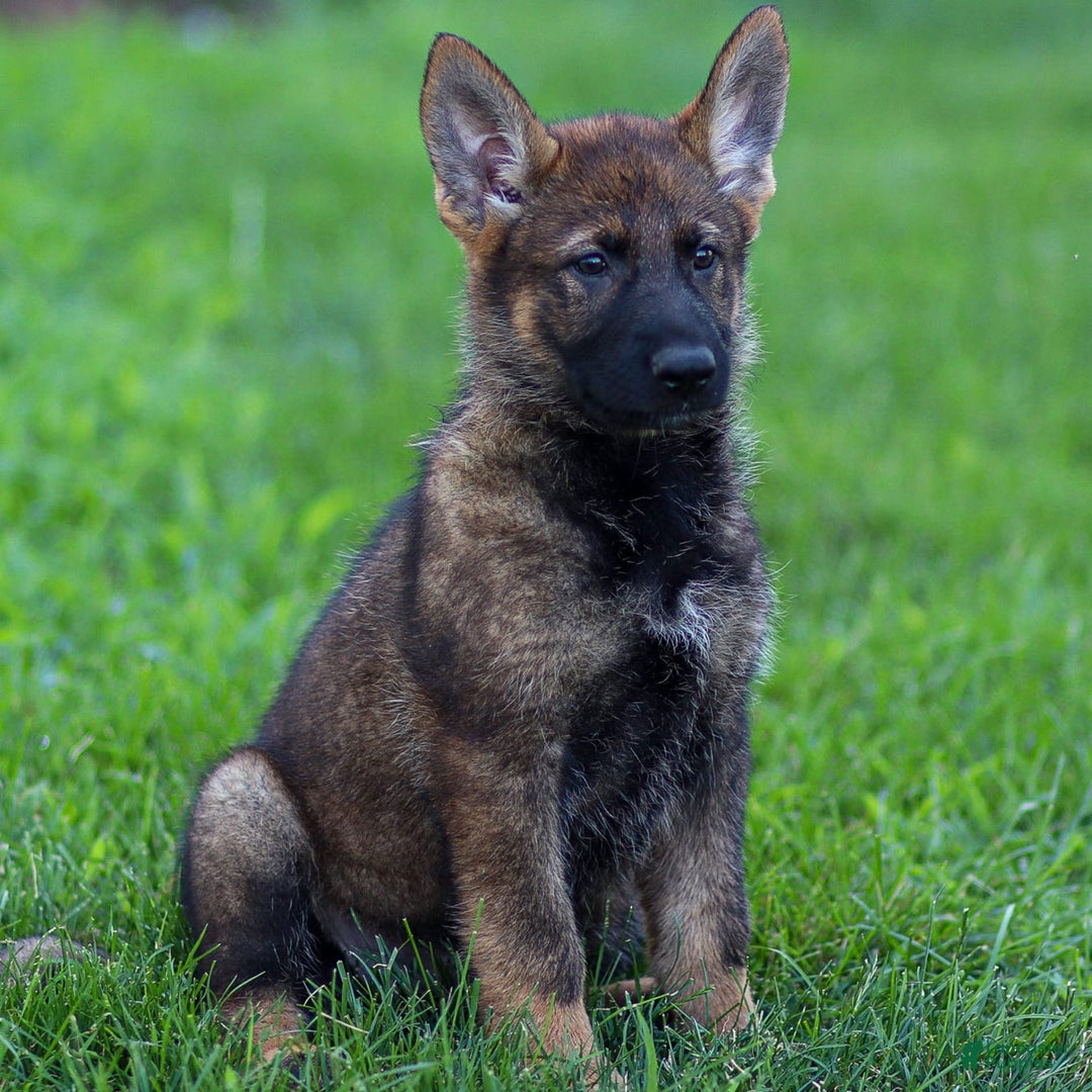 German Shepherd dogs for sale: Freya - Image 2