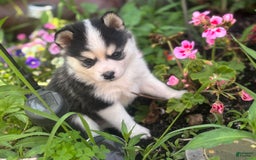 Pomsky dogs for sale: Mylo - Image 2
