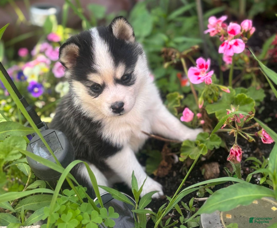 Pomsky dogs for sale: Mylo - Image 2