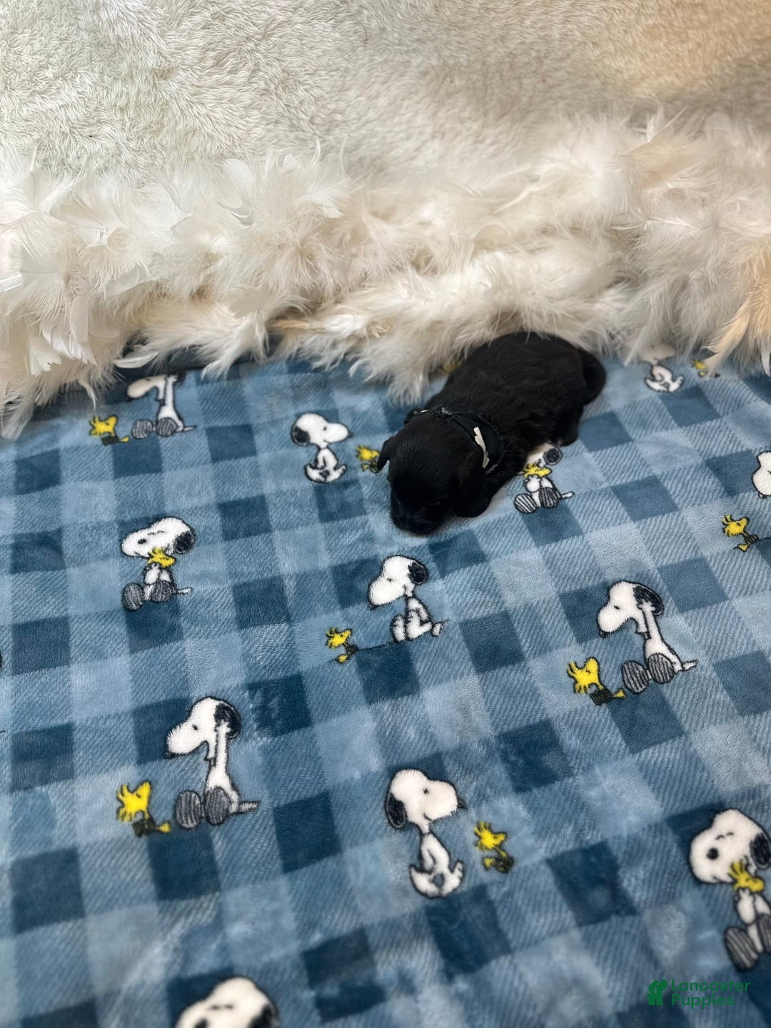 Morkie dogs for sale: Asa - Image 10