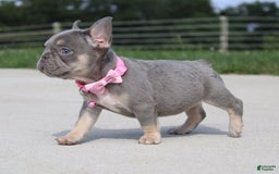 French Bulldog dogs for sale: French Bulldog 6 puppies - Image 4
