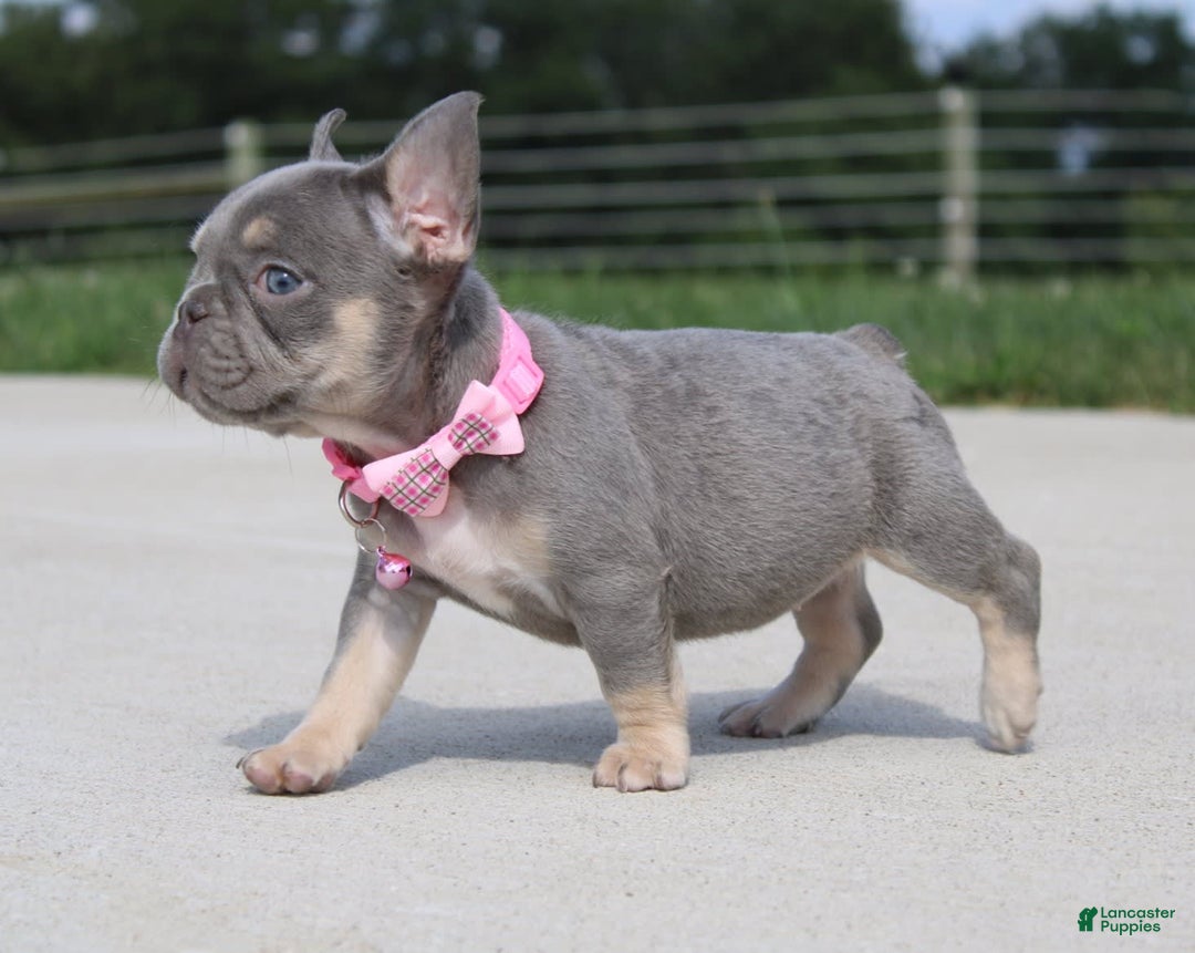 French Bulldog dogs for sale: French Bulldog 6 puppies - Image 4