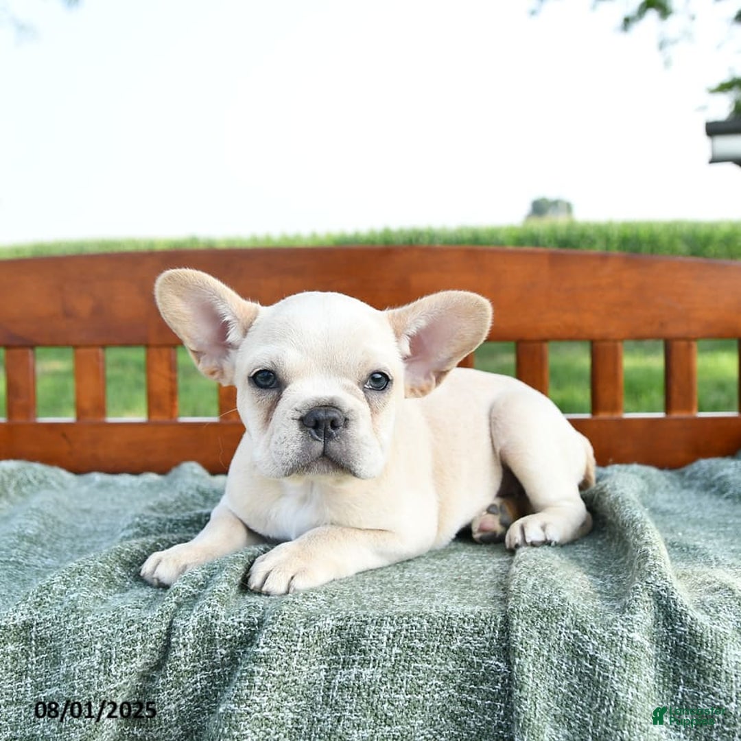 French Bulldog dogs for sale: Lily - Image 10