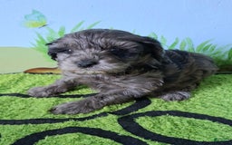 Mini Aussiedoodle dogs for sale: Lavender - Image 3