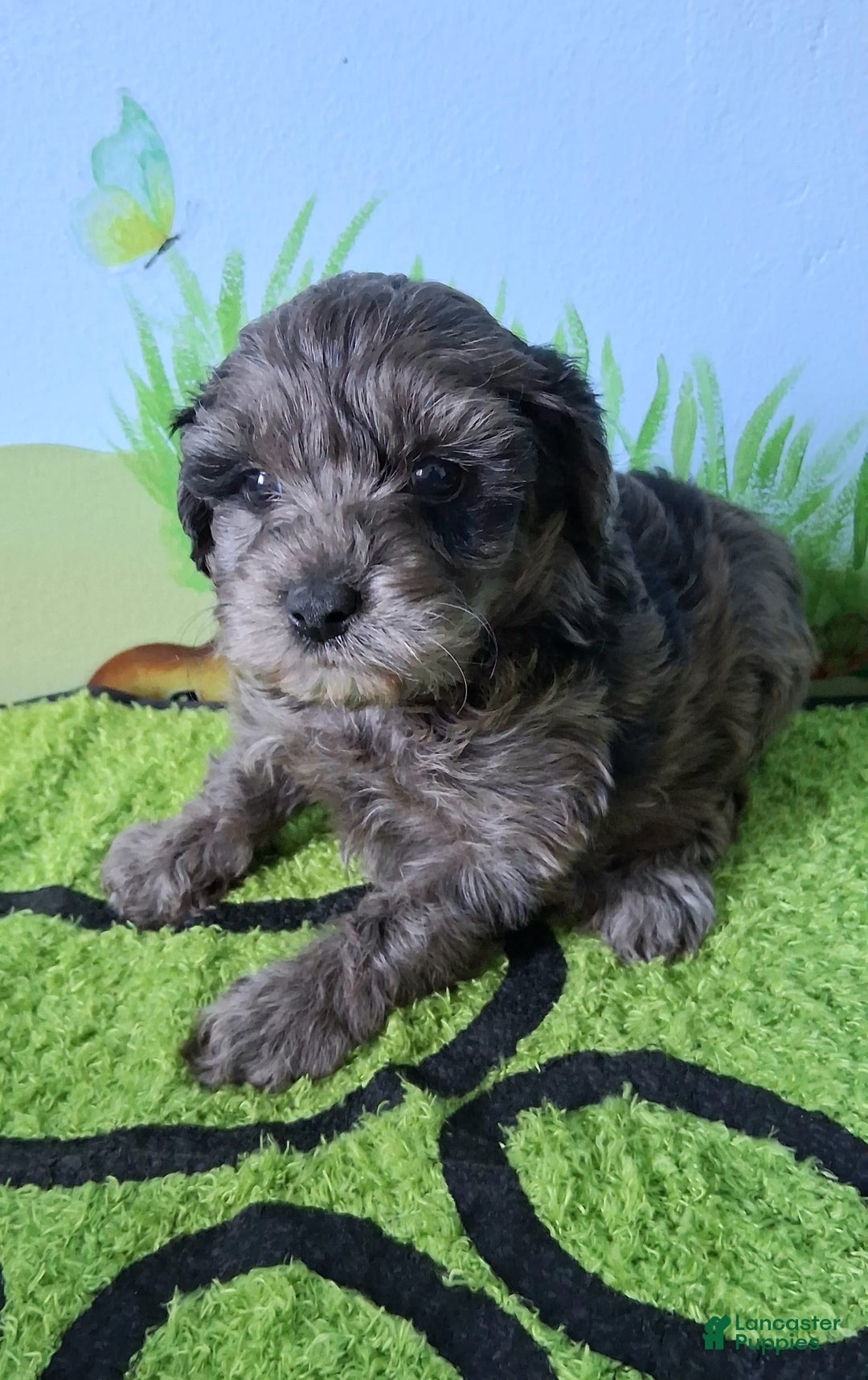 Mini Aussiedoodle dogs for sale: Lavender - Image 3