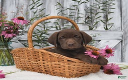 Labrador Retriever dogs for sale: Darcy - Image 3