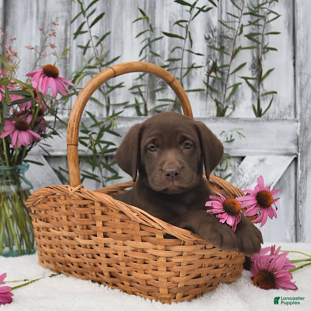Labrador Retriever dogs for sale: Darcy - Image 3