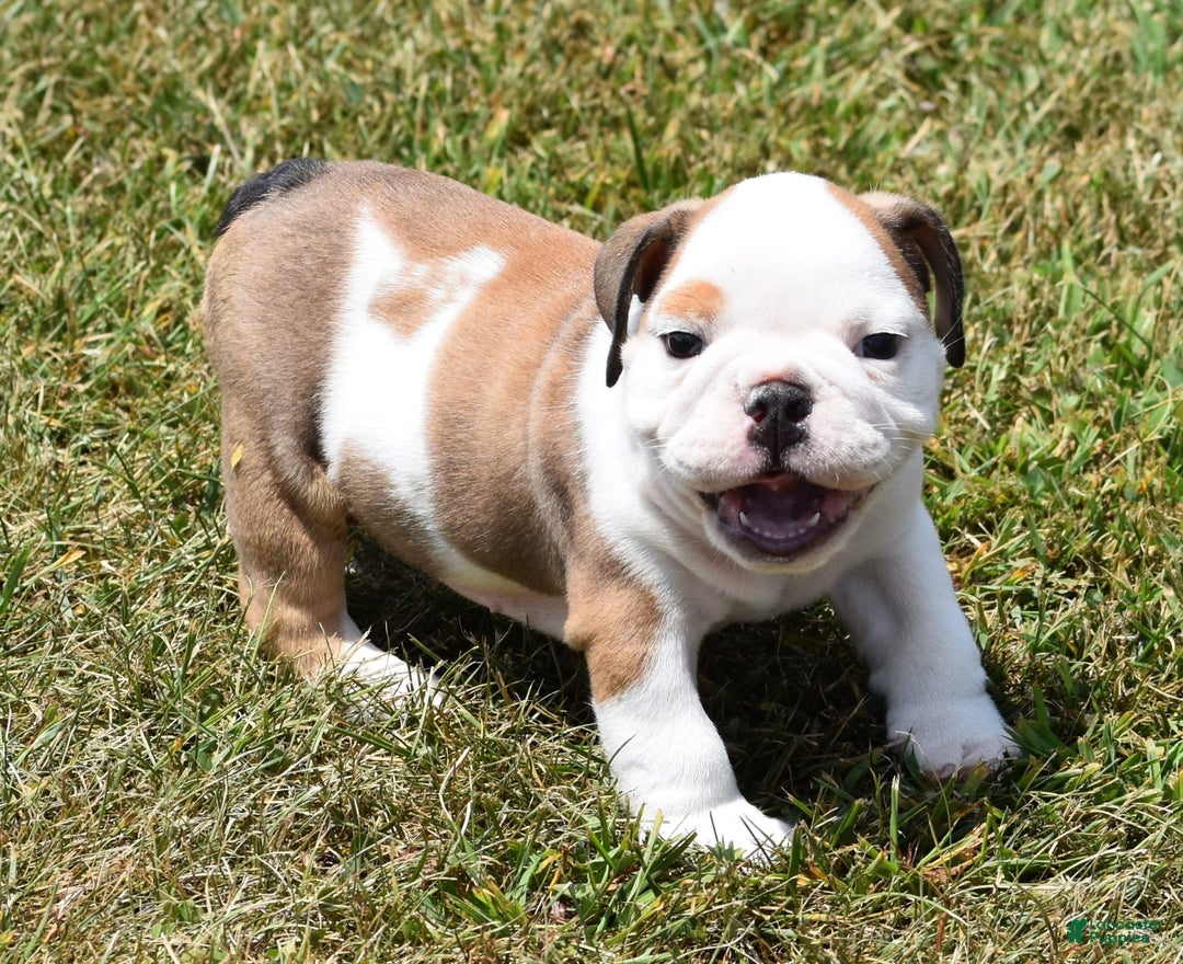 English Bulldog dogs for sale: PAUL - Image 2