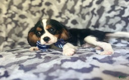 Cavalier King Charles Spaniel dogs for sale: Beans - Image 10