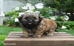 Teddy Bear dogs for sale: Dawn - Image 4