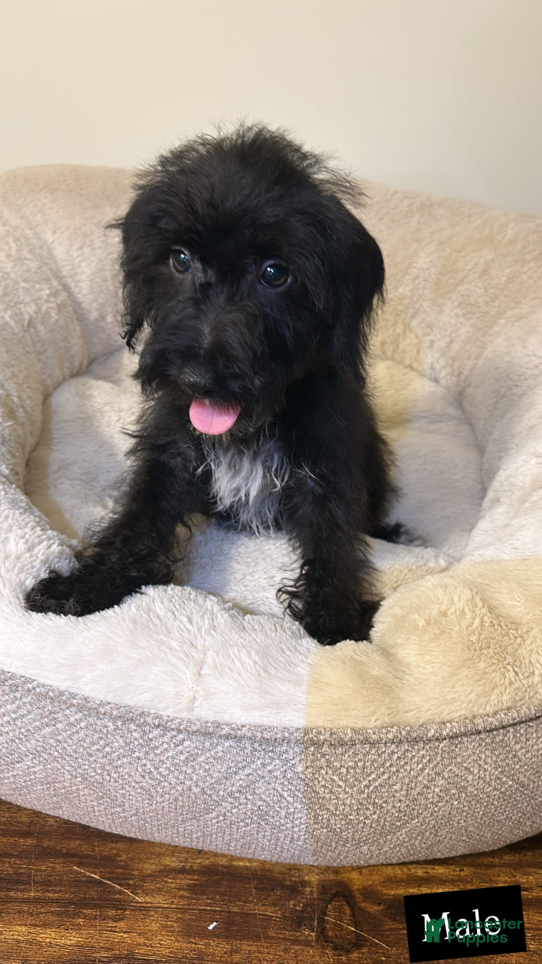 Schnoodle dogs for sale: Ollie - Image 3
