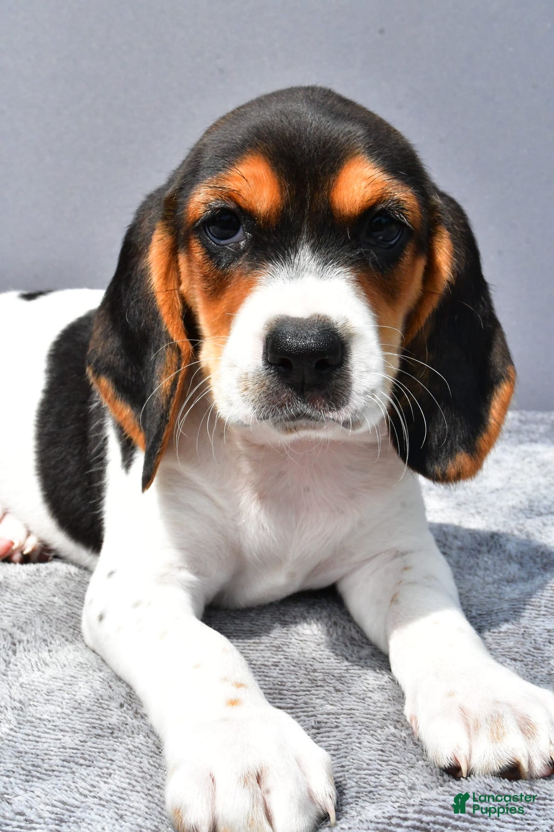 Beagle dogs for sale: Trixie - Image 5
