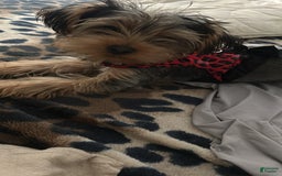Yorkshire Terrier dogs for sale: Harley - Image 2