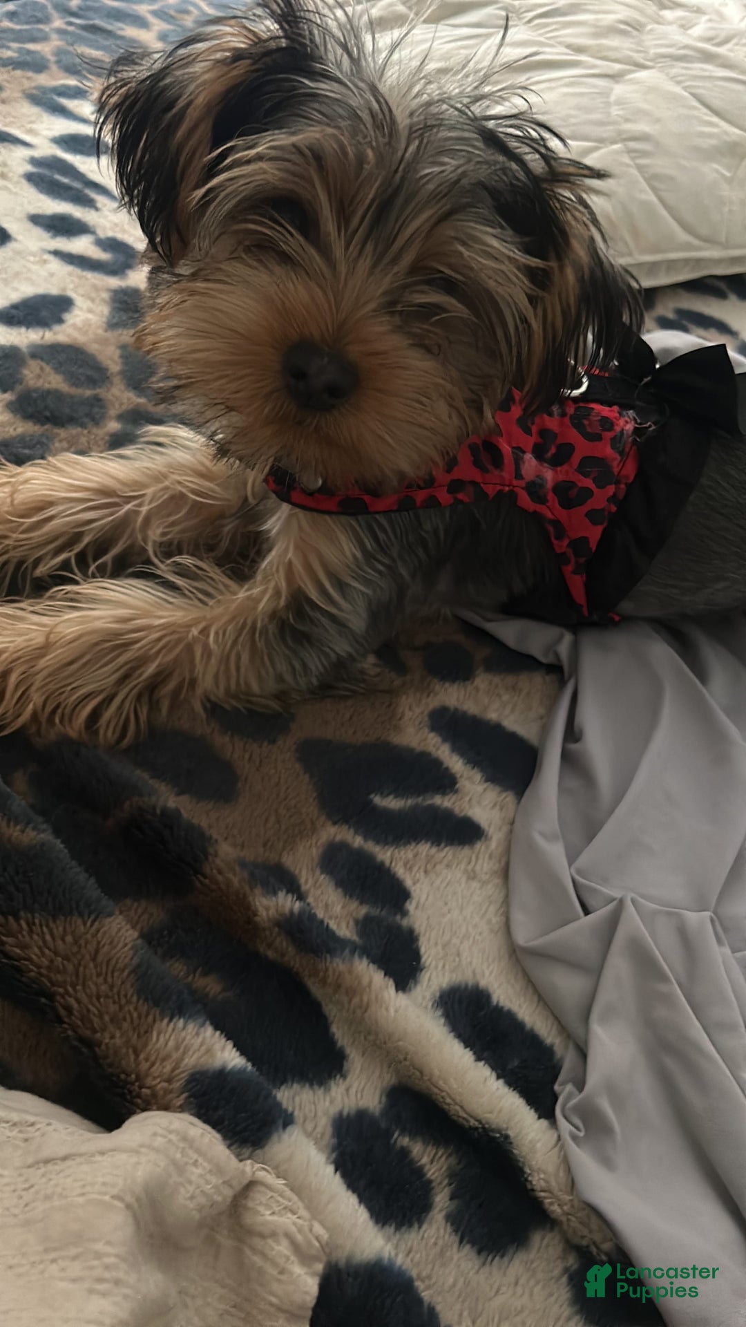 Yorkshire Terrier dogs for sale: Harley - Image 2