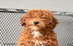Mini Goldendoodle dogs for sale: Lilly - Image 6