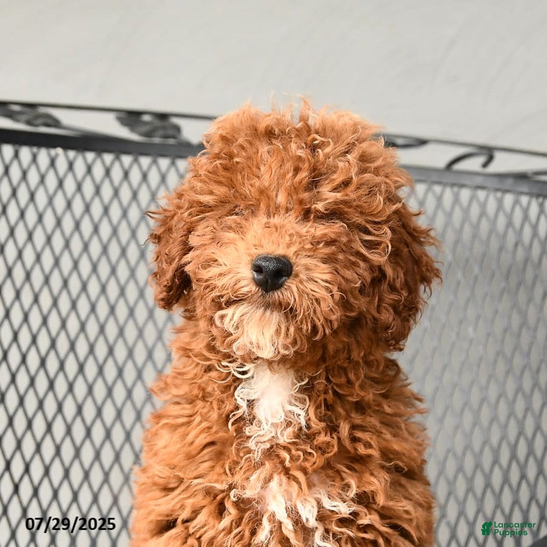 Mini Goldendoodle dogs for sale: Lilly - Image 6