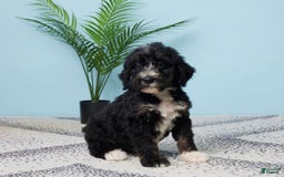 Bernedoodle dogs for sale: Cocoa - Image 1