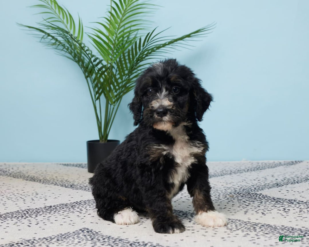 Bernedoodle dogs for sale: Cocoa - Image 1