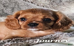 Cavalier King Charles Spaniel dogs for sale: Journey - Image 5