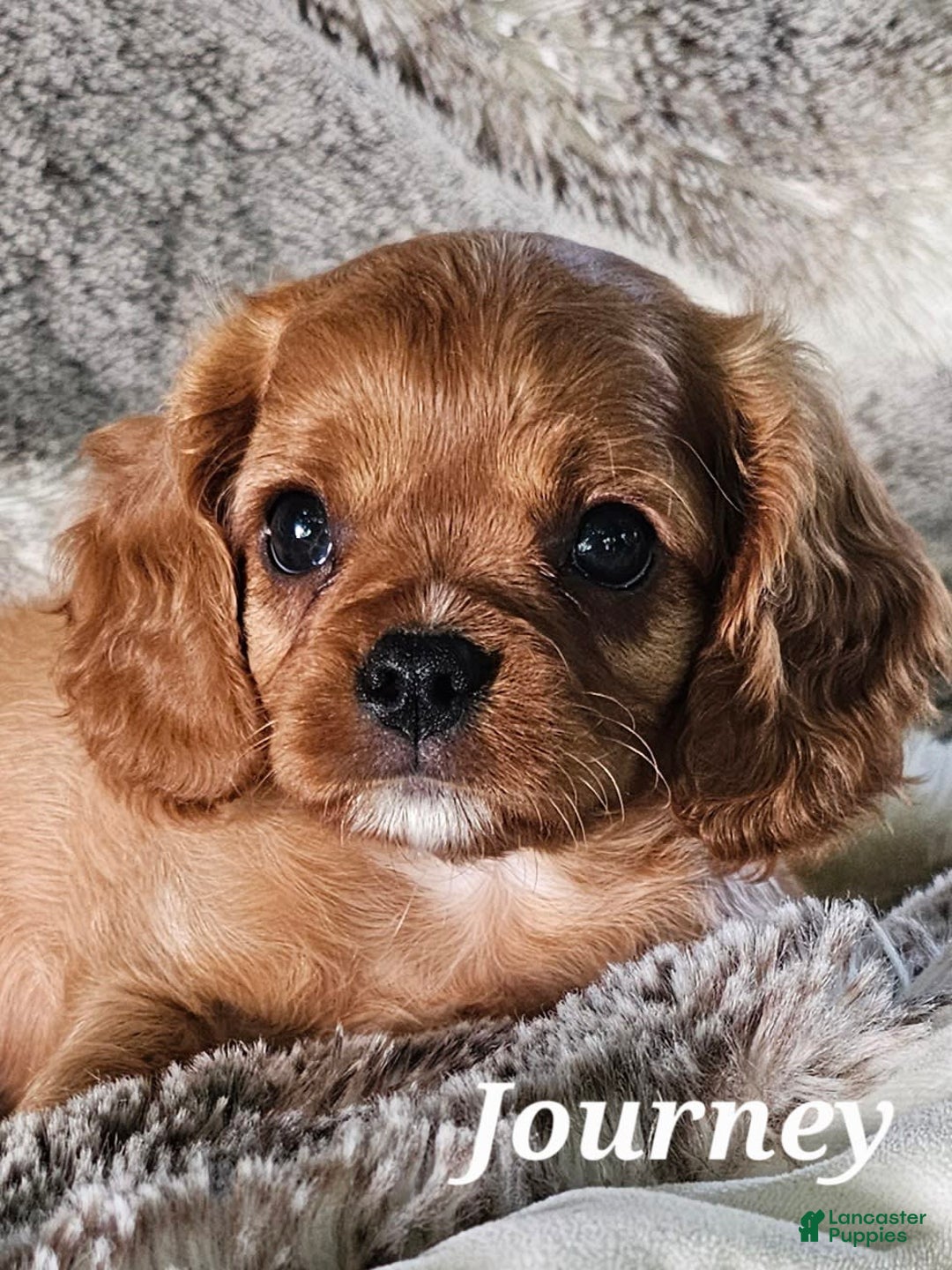 Cavalier King Charles Spaniel dogs for sale: Journey - Image 5