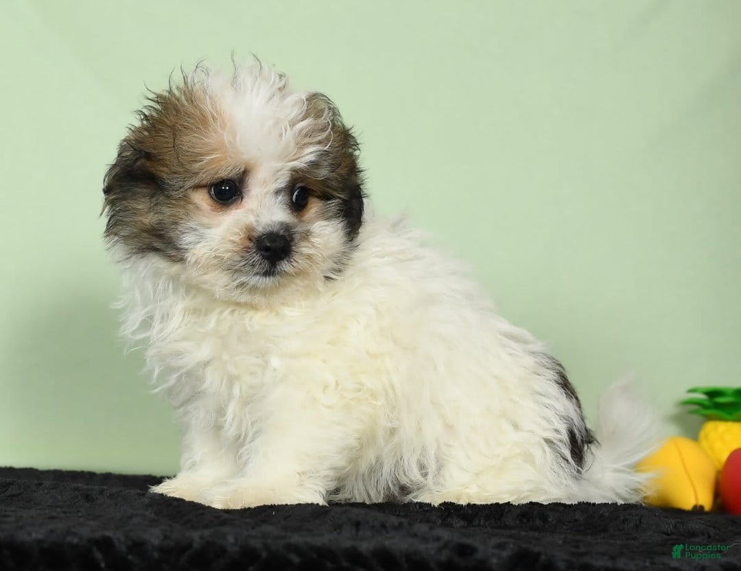 Bichon Frise dogs for sale: Malibu - Image 6