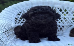Cavapoo dogs for sale: Cavapoo 4 puppies - Image 2