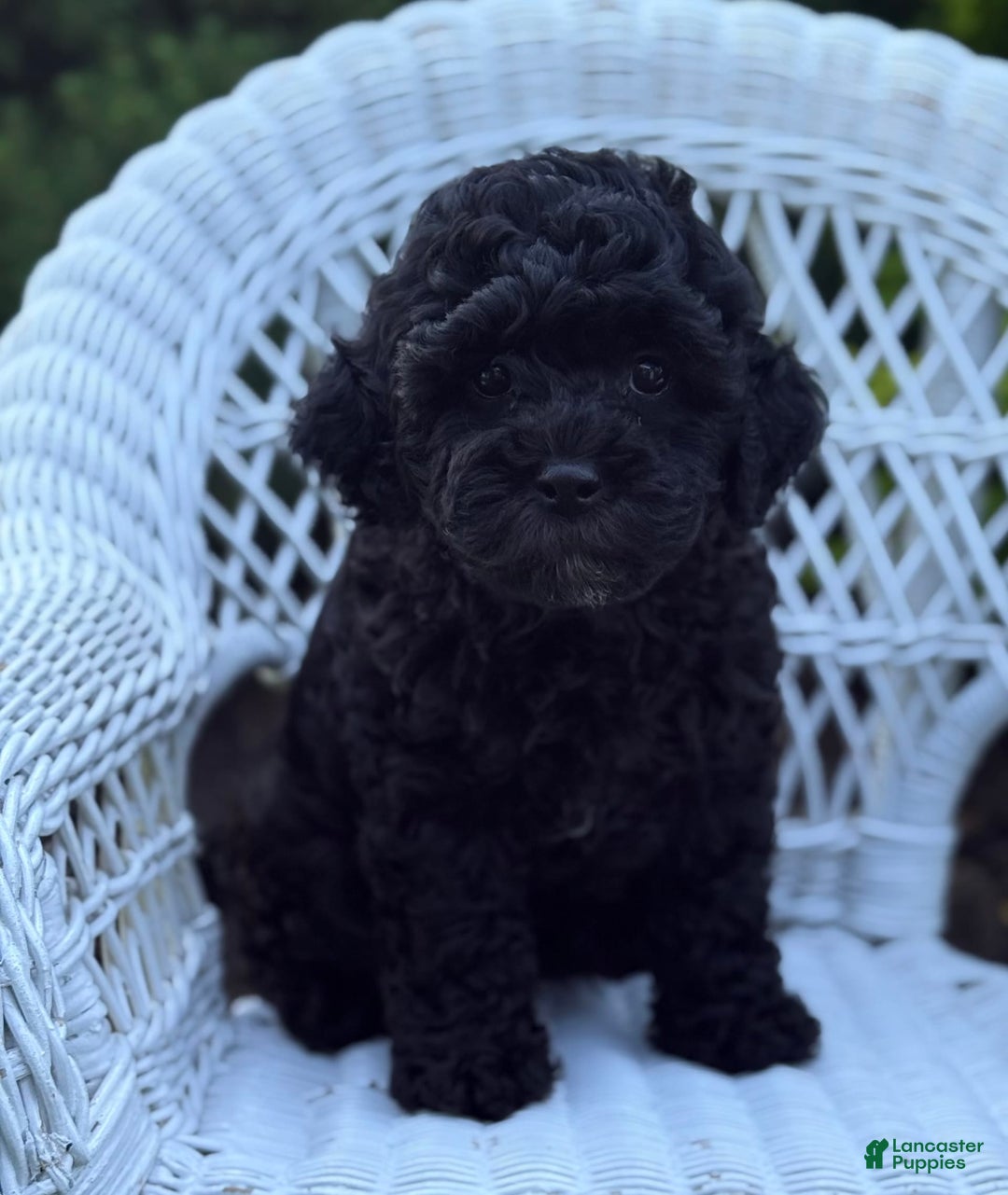Cavapoo dogs for sale: Cavapoo 4 puppies - Image 2