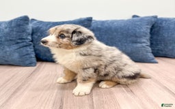 Australian Shepherd dogs for sale: Dusty - Image 1