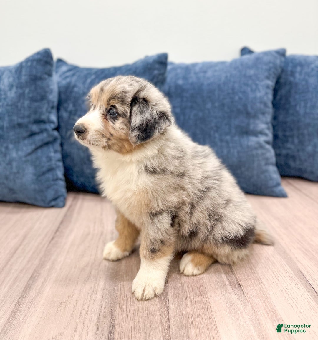 Australian Shepherd dogs for sale: Dusty - Image 1
