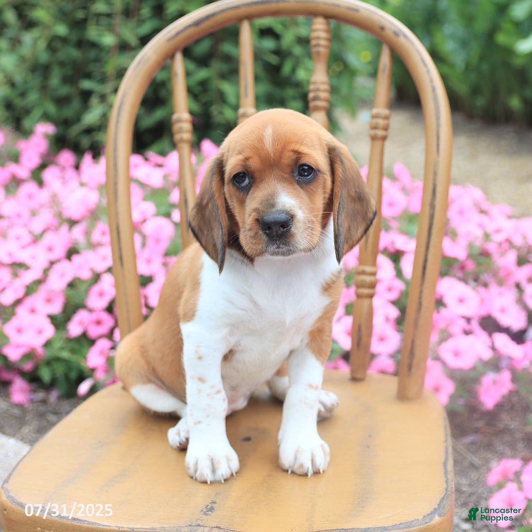 Beagle dogs for sale: Anita - Image 3