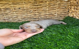 Miniature Dachshund dogs for sale: Belle - Image 2