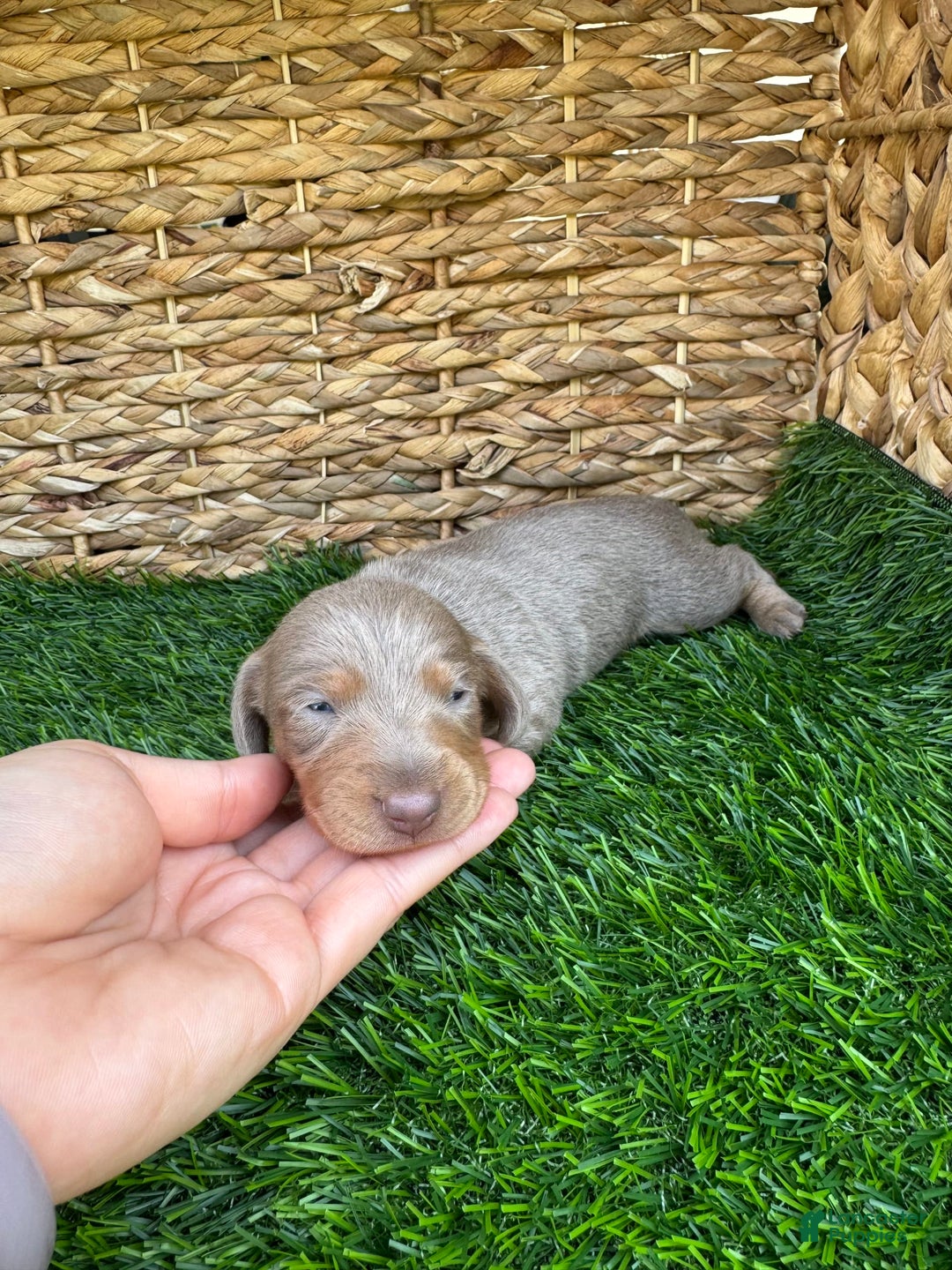 Miniature Dachshund dogs for sale: Belle - Image 2