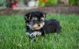 Morkie dogs for sale: Teddy - Image 5
