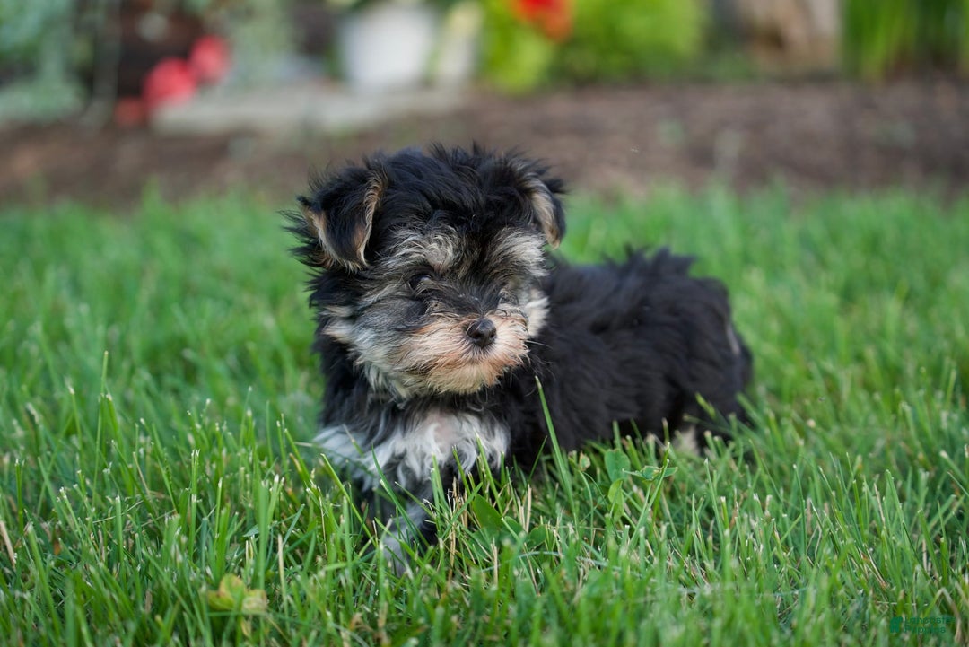 Morkie dogs for sale: Teddy - Image 5