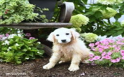 Maremma Sheepdog dogs for sale: Georgie - Image 3