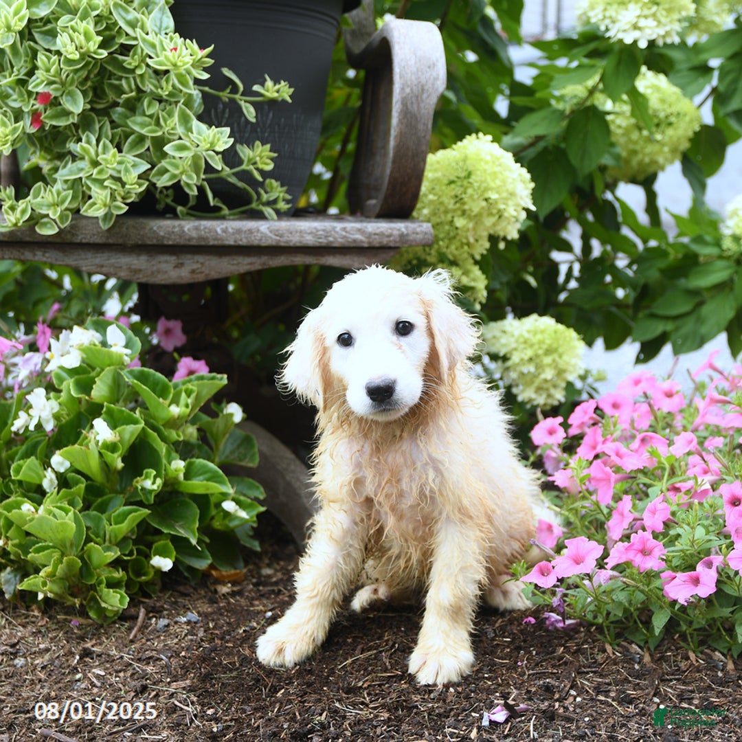 Maremma Sheepdog dogs for sale: Georgie - Image 3