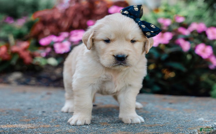 Golden Retriever dogs for sale - Ad 1