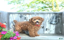 Toy Poodle dogs for sale: Roscoe - Image 5