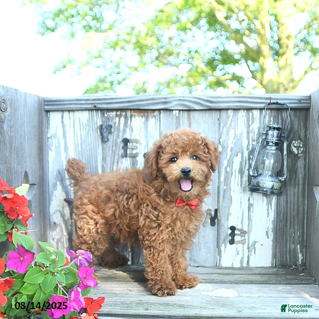 Toy Poodle dogs for sale: Roscoe - Image 5