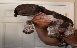 German Shorthaired Pointer dogs for sale: Girl 2 - Image 2