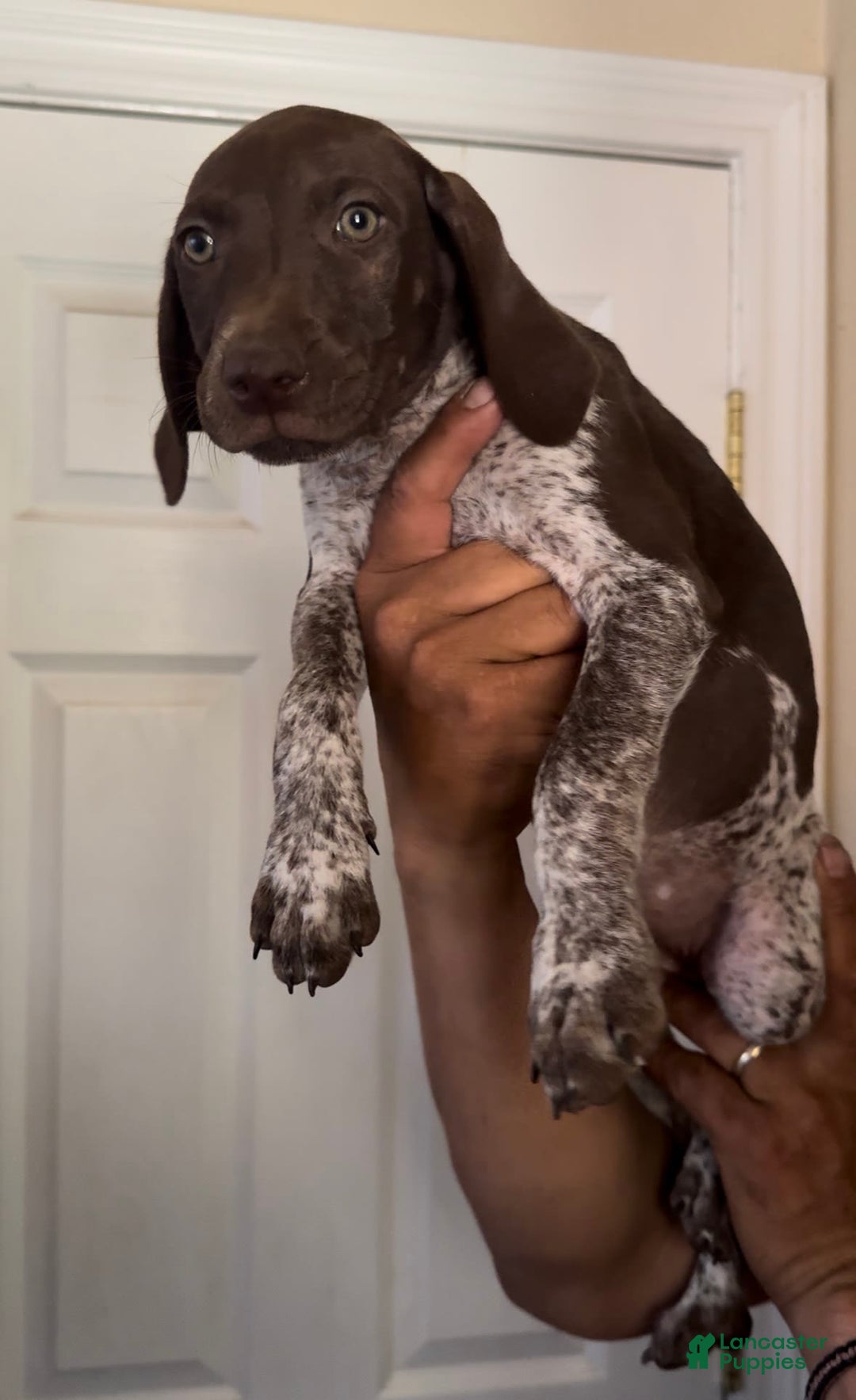 German Shorthaired Pointer dogs for sale: Girl 2 - Image 2