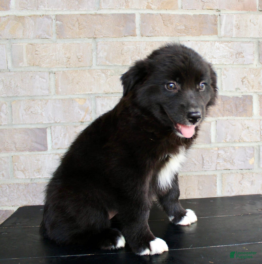 Australian Shepherd dogs for sale: Tricia - Image 5