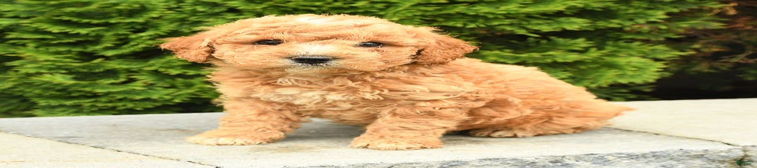 Tucker
