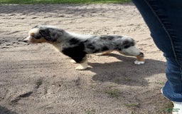 Miniature Australian Shepherd dogs for sale: F-blue - Image 5