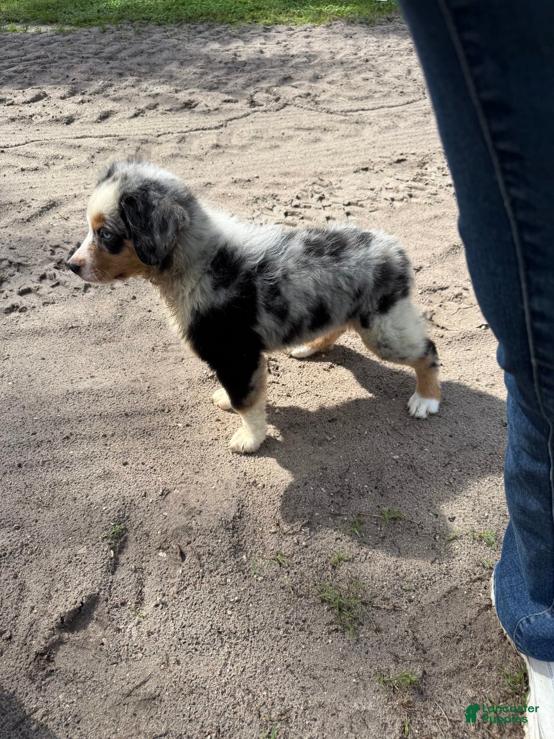 Miniature Australian Shepherd dogs for sale: F-blue - Image 5