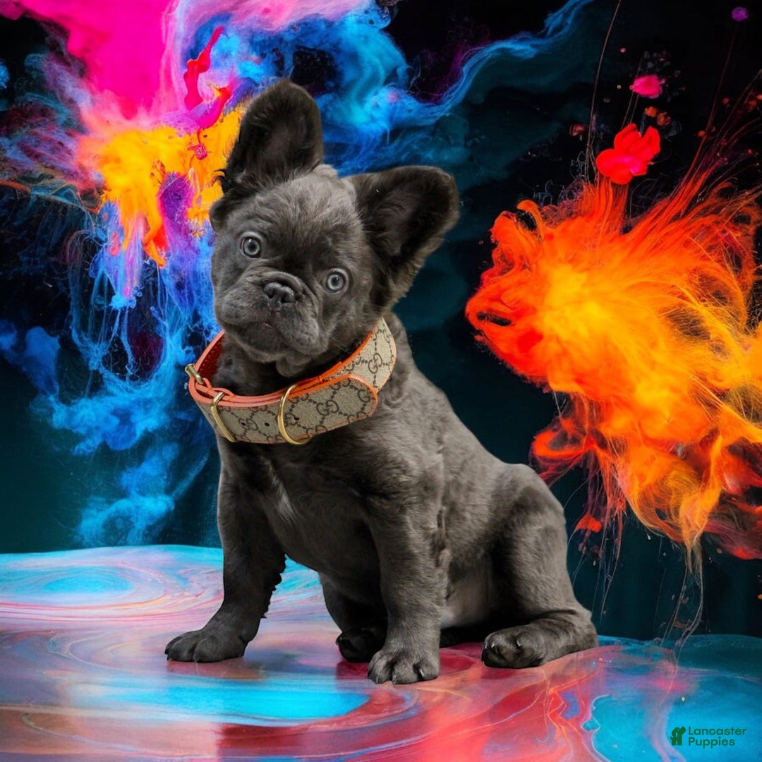 French Bulldog dogs for sale: Sunny - Image 1