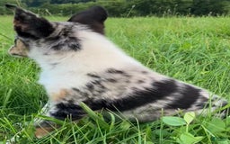 Australian Shepherd dogs for sale: Abbey - Image 4